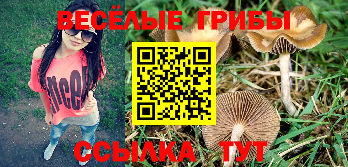 Галлюциногенные грибы GOLDEN TEACHER  Галлюциногенные грибы Psilocybe  Вход с VPN  Урус-Мартан 